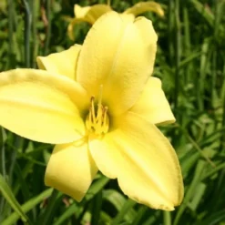 Lila & Limone (Feiern Sie Den Sommer!) -Gartenpflanzen Verkaufsladen 2002106 Lila 20 20Limone Feiern 20Sie 20den 20Sommer 11