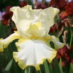 Lila & Limone (Feiern Sie Den Sommer!) -Gartenpflanzen Verkaufsladen 2002106 Lila 20 20Limone Feiern 20Sie 20den 20Sommer 12