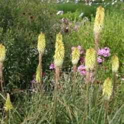 Lila & Limone (Feiern Sie Den Sommer!) -Gartenpflanzen Verkaufsladen 2002106 Lila 20 20Limone Feiern 20Sie 20den 20Sommer 13