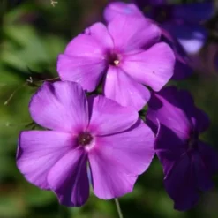 Lila & Limone (Feiern Sie Den Sommer!) -Gartenpflanzen Verkaufsladen 2002106 Lila 20 20Limone Feiern 20Sie 20den 20Sommer 15