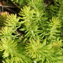 Lila & Limone (Feiern Sie Den Sommer!) -Gartenpflanzen Verkaufsladen 2002106 Lila 20 20Limone Feiern 20Sie 20den 20Sommer 18