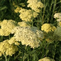 Lila & Limone (Feiern Sie Den Sommer!) -Gartenpflanzen Verkaufsladen 2002106 Lila 20 20Limone Feiern 20Sie 20den 20Sommer 3