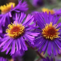 Lila & Limone (Feiern Sie Den Sommer!) -Gartenpflanzen Verkaufsladen 2002106 Lila 20 20Limone Feiern 20Sie 20den 20Sommer 5