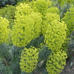 Lila & Limone (Feiern Sie Den Sommer!) -Gartenpflanzen Verkaufsladen 2002106 Lila 20 20Limone Feiern 20Sie 20den 20Sommer 7