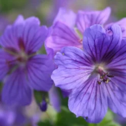 Lila & Limone (Feiern Sie Den Sommer!) -Gartenpflanzen Verkaufsladen 2002106 Lila 20 20Limone Feiern 20Sie 20den 20Sommer 9