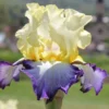 Iris Barbata-Elatior 'Bel Avenir' (Hohe Bartschwertlilie) -Gartenpflanzen Verkaufsladen 2002166 Iris 20Barbata Elatior 20Bel 20Avenir Hohe 20Bartschwertlilie 1 905c3bfd dbb1 4121 b2cc 68524dc66638