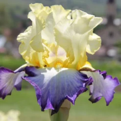 Iris Barbata-Elatior 'Bel Avenir' (Hohe Bartschwertlilie)