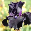 Iris Barbata-Elatior 'Obsidian' (Hohe Bartschwertlilie) -Gartenpflanzen Verkaufsladen 2002170 Iris 20Barbata Elatior 20Obsidian Hohe 20Bartschwertlilie 1 038c7cea 4ce5 476b 9c18 79e7b905cbff