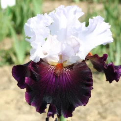 Iris Barbata-Elatior 'Starring' (Hohe Bartschwertlilie)