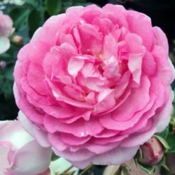 Rose 'Jasmina' (Kletterrose)