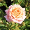Rose 'Peach Clementine' (Zwergrose | Patiorose) -Gartenpflanzen Verkaufsladen 2002261 Rose 20Peach 20Clementine Zwergrose 20 20Patiorose 1