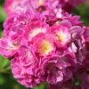 Rose 'Perennial Blue' (Rambler) -Gartenpflanzen Verkaufsladen 2002267 Rose 20Perennial 20Blue Rambler 1