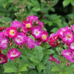 Rose 'Perennial Blue' (Rambler) -Gartenpflanzen Verkaufsladen 2002267 Rose 20Perennial 20Blue Rambler 2