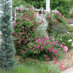 Rose 'Perennial Blue' (Rambler) -Gartenpflanzen Verkaufsladen 2002267 Rose 20Perennial 20Blue Rambler 3