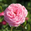 Rose 'Starlet Rose Eva' (Kletterrose) -Gartenpflanzen Verkaufsladen 2002269 Rose 20Starlet 20Rose 20Eva 20 Kletterrose 1