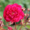 Rose 'Starlet Rose Lola (Luisa)' (Kletterrose) 2 Rose 'Starlet Rose Lola (Luisa)' (Kletterrose) -Gartenpflanzen Verkaufsladen 2002270 Rose 20Starlet 20Rose 20Lola 20Luisa 20 Kletterrose 1