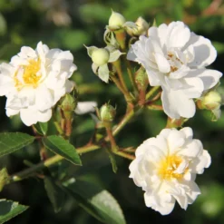 Rose 'Guirlande D'Amour' (Rambler)