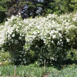 Rose 'Guirlande D'Amour' (Rambler) 7 Rose 'Guirlande D'Amour' (Rambler) -Gartenpflanzen Verkaufsladen 2002272 Rose 20Guirlande 20dAmour Rambler 3