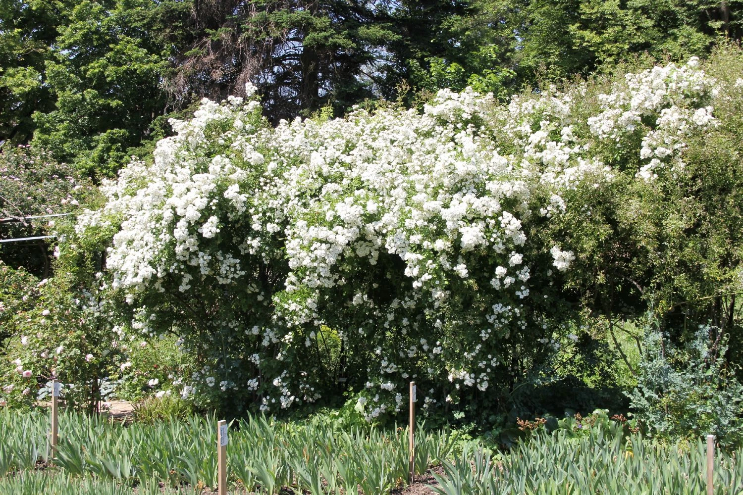 Rose 'Guirlande D'Amour' (Rambler) 5 Rose 'Guirlande D'Amour' (Rambler) – Bild 3