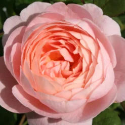 Rose 'Queen Of Sweden' (Englische Rose)