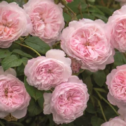 Rose 'The Albrighton Rambler' (Ramblerrose)