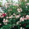Rose 'Paul's Himalayan Musk' (Rambler) 1 Rose 'Paul's Himalayan Musk' (Rambler) -Gartenpflanzen Verkaufsladen 2002295 Rose 20Pauls 20Himalayan 20Musk Rambler 1