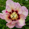 Paeonia Itoh-Hybride 'Pastel Splendor' (Intersektionelle Pfingstrose) 1 Paeonia Itoh-Hybride 'Pastel Splendor' (Intersektionelle Pfingstrose) -Gartenpflanzen Verkaufsladen 2002345 Paeonia 20Itoh Hybride 20Pastel 20Splendor Intersektionelle 20Pfingstrose 1
