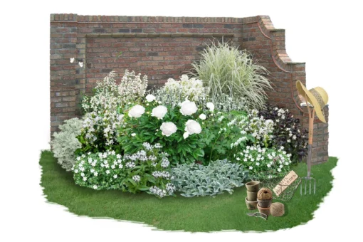 Zeitlose Eleganz In Weiß (Der Englische Klassiker) 4 Zeitlose Eleganz In Weiß (Der Englische Klassiker) -Gartenpflanzen Verkaufsladen 2002359 Zeitlose 20Eleganz 20in 20Weiss Der 20englische 20Klassiker 1