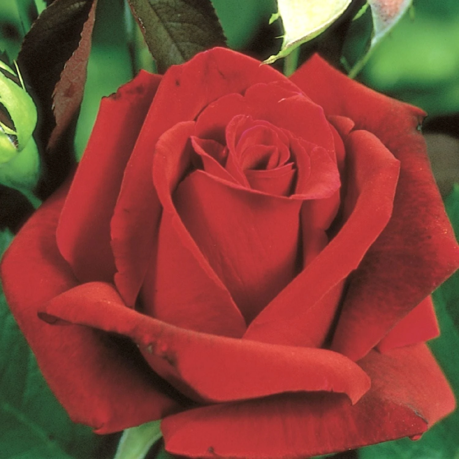 Rose 'Erotika' (Edelrosen) 3 Rose 'Erotika' (Edelrosen)