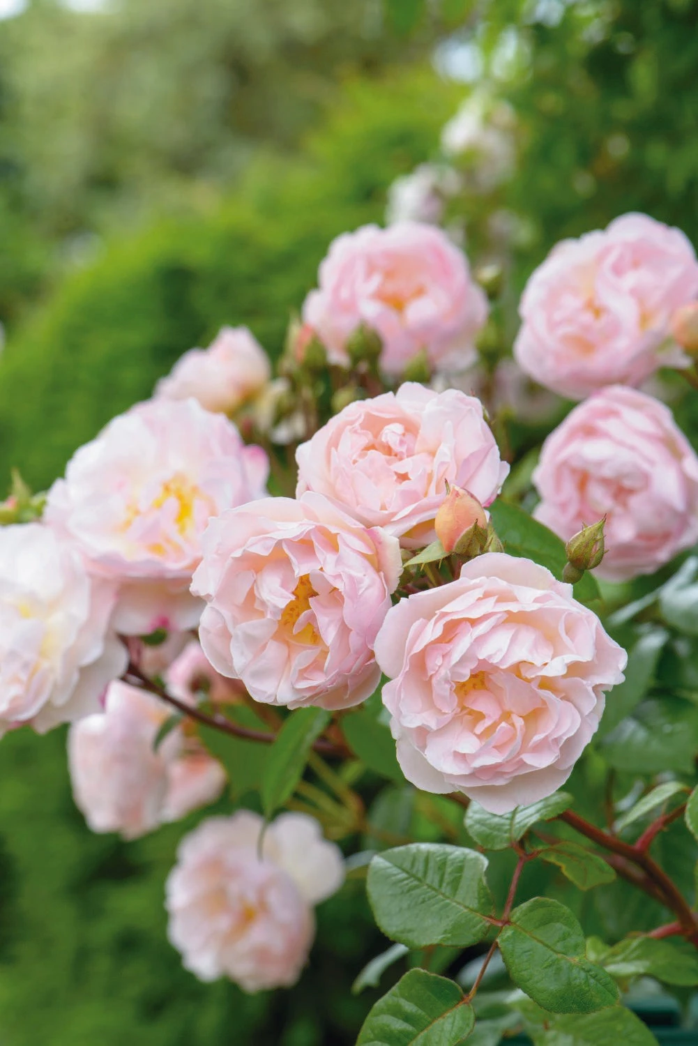 Rose 'The Lady Of The Lake' (Ramblerrose) 3 Rose 'The Lady Of The Lake' (Ramblerrose)