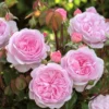 Rose 'Olivia Rose Austin' (Englische Rose) -Gartenpflanzen Verkaufsladen 2002424 Rose 20Olivia 20Rose 20Austin Englische 20Rose 1