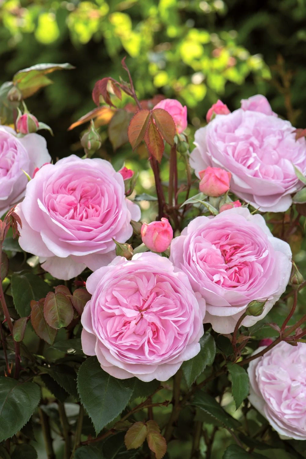 Rose 'Olivia Rose Austin' (Englische Rose) 3 Rose 'Olivia Rose Austin' (Englische Rose)
