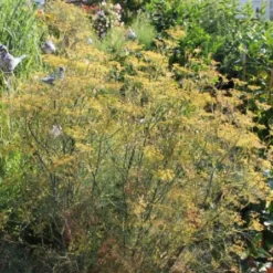 New German Style (Wundervolle Wildstaudenpracht) -Gartenpflanzen Verkaufsladen 2002441 New 20German 20Style Wundervolle 20Wildstaudenpracht 11