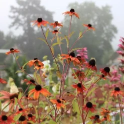 New German Style (Wundervolle Wildstaudenpracht) -Gartenpflanzen Verkaufsladen 2002441 New 20German 20Style Wundervolle 20Wildstaudenpracht 16