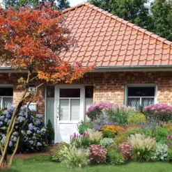 New German Style (Wundervolle Wildstaudenpracht) -Gartenpflanzen Verkaufsladen 2002441 New 20German 20Style Wundervolle 20Wildstaudenpracht 3