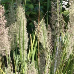 New German Style (Wundervolle Wildstaudenpracht) -Gartenpflanzen Verkaufsladen 2002441 New 20German 20Style Wundervolle 20Wildstaudenpracht 8