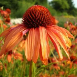 New German Style (Wundervolle Wildstaudenpracht) -Gartenpflanzen Verkaufsladen 2002441 New 20German 20Style Wundervolle 20Wildstaudenpracht 9