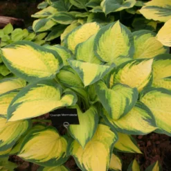 Hosta 'Orange Marmalade' (Funkie | Herzblattlilie)