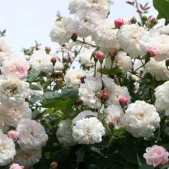 Rose 'Félicité Et Perpétue' (Ramblerrose)
