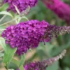 Buddleja Buzz® 'Magenta' (Zwerg-Sommerflieder) -Gartenpflanzen Verkaufsladen 2002613 Buddleja 20Buzz 20Magenta Zwerg Sommerflieder 1