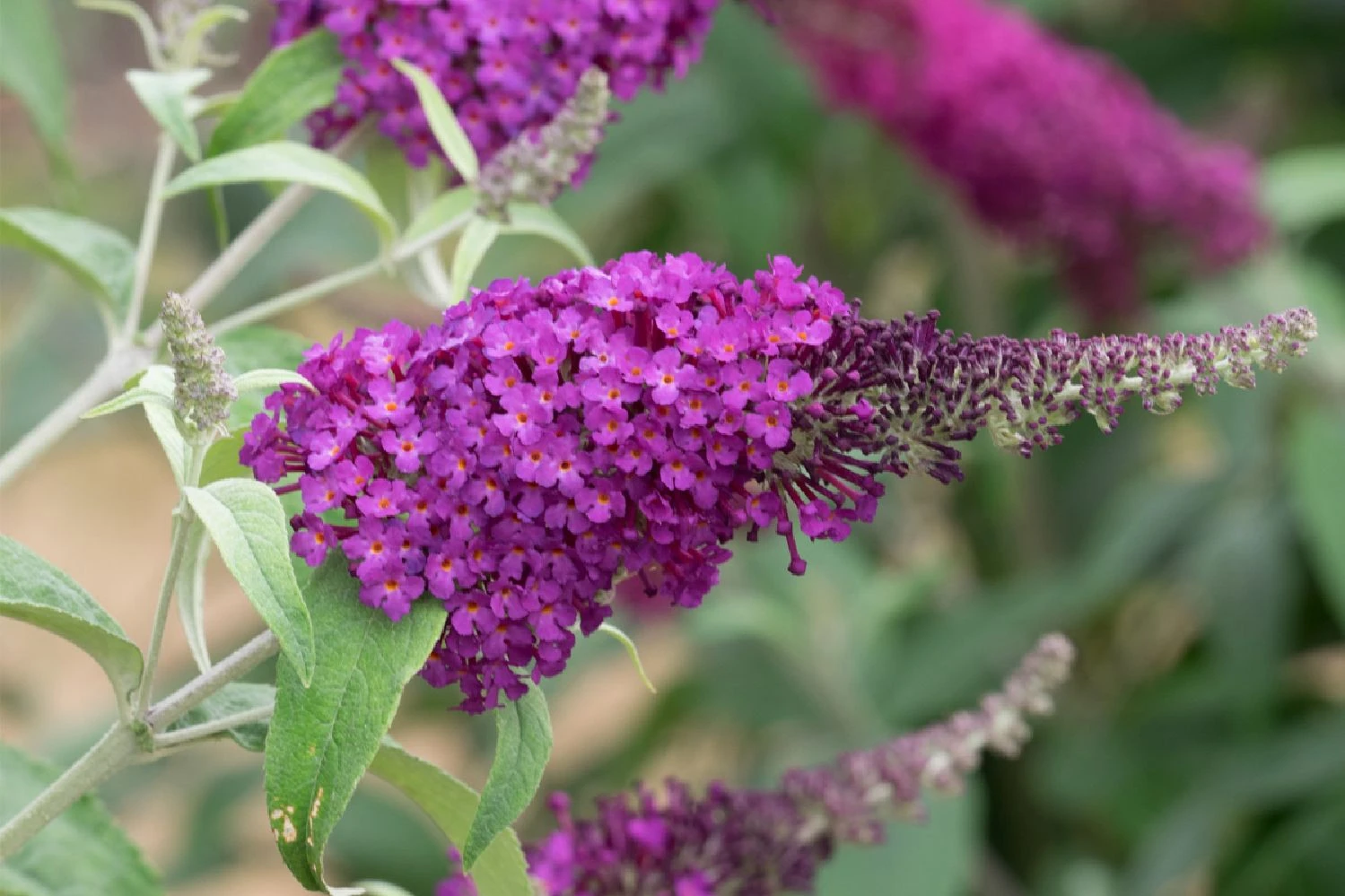 Buddleja Buzz® 'Magenta' (Zwerg-Sommerflieder) 3 Buddleja Buzz® 'Magenta' (Zwerg-Sommerflieder)