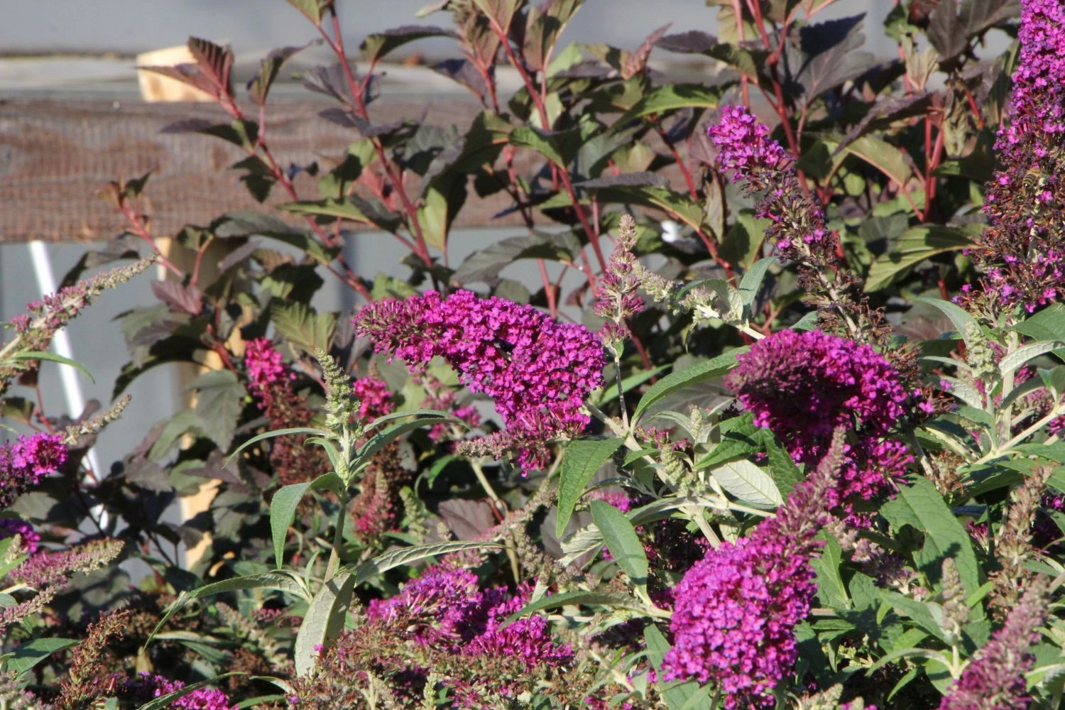 Buddleja Buzz® 'Magenta' (Zwerg-Sommerflieder) 4 Buddleja Buzz® 'Magenta' (Zwerg-Sommerflieder) – Bild 2