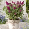 Buddleja Buzz® 'Velvet' (Zwerg-Sommerflieder) -Gartenpflanzen Verkaufsladen 2002614 Buddleja 20Buzz 20Velvet Zwerg Sommerflieder 1