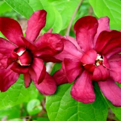 Calycanthus Raulstonii 'Hartlage Wine' (Gewürzstrauch)