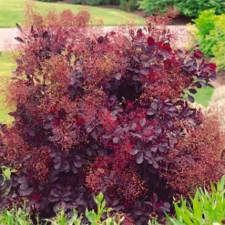 Cotinus Coggygria 'Lilla' (Roter Perückenstrauch)