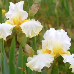 Iris Barbata-Elatior 'Domaine De Courson' (Hohe Bartschwertlilie)