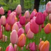 Tulpenmischung 'French Blend Rose' ™ (Garten-Tulpenmischung) 1 Tulpenmischung 'French Blend Rose' ™ (Garten-Tulpenmischung) -Gartenpflanzen Verkaufsladen 2002705 Tulpenmischung 20French 20Blend 20Rose 20 Garten Tulpenmischung 1