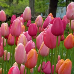 Titelseite 20 Tulpenmischung 'French Blend Rose' ™ (Garten-Tulpenmischung)