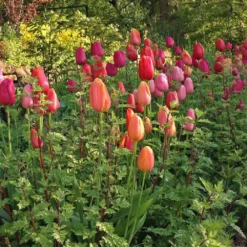 Titelseite -Gartenpflanzen Verkaufsladen 2002705 Tulpenmischung 20French 20Blend 20Rose 20 Garten Tulpenmischung 2