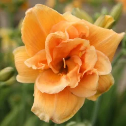 Hemerocallis 'Peach Magnolia' (Großblumige Taglilie)